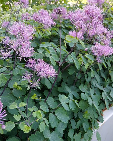 Hovedbilde Thalictrum hybrid My Little Favourite. Frøstjerne ...