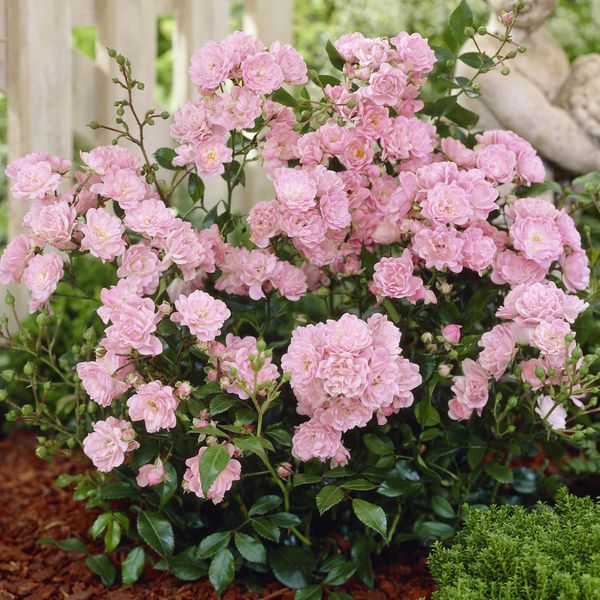 Hovedbilde Rose The Fairy. Klaserose/bunndekker