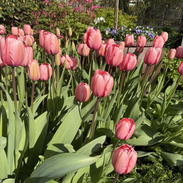 Hovedbilde Tulipan Menton - 8 løk