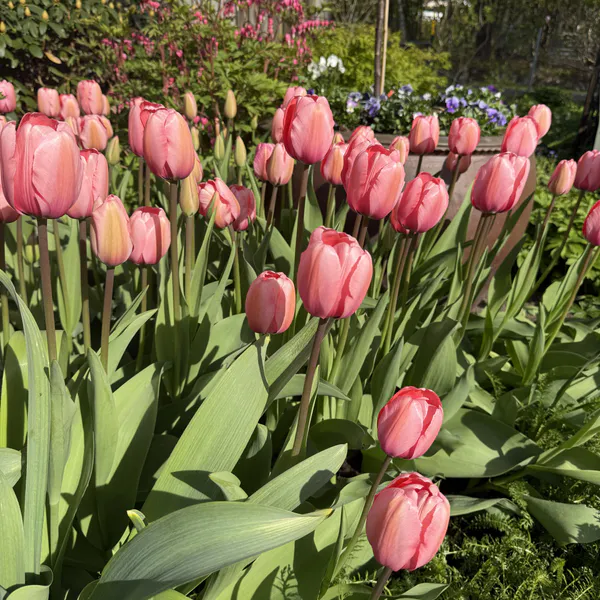 Hovedbilde Tulipan Menton - 8 løk