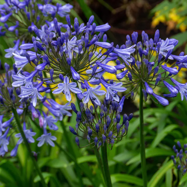 Hovedbilde Agapanthus Africanus. Afrikansk lilje - 1 rot 