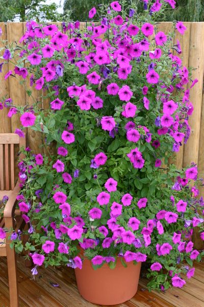 Hovedbilde Petunia hybrida Tickled Pink -Frø-