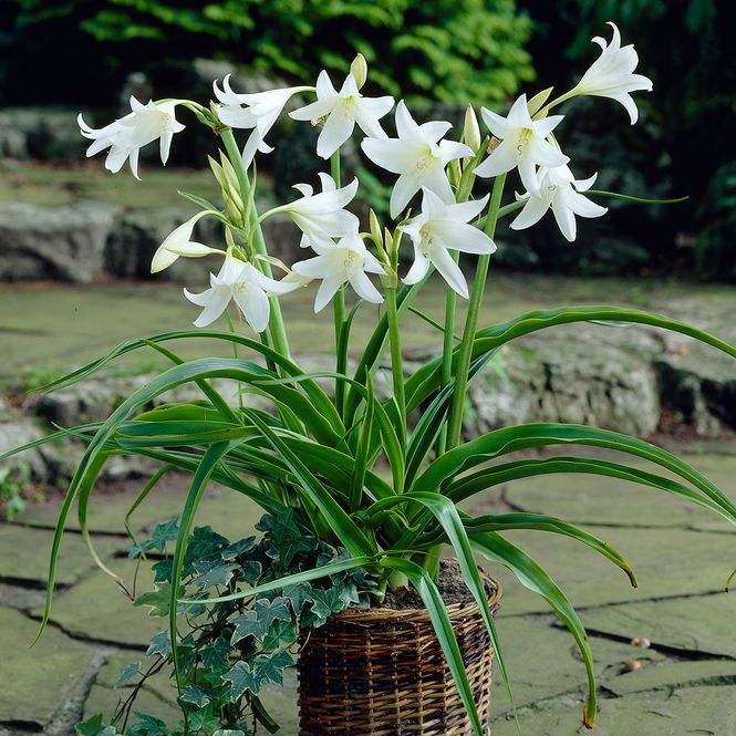 Hovedbilde Crinum powellii album. Hagelilje - 1 løk
