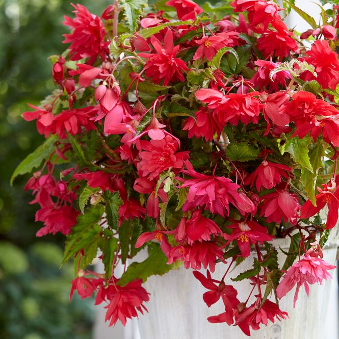 Hovedbilde Begonia Pendula - Rosa - 3 knoller