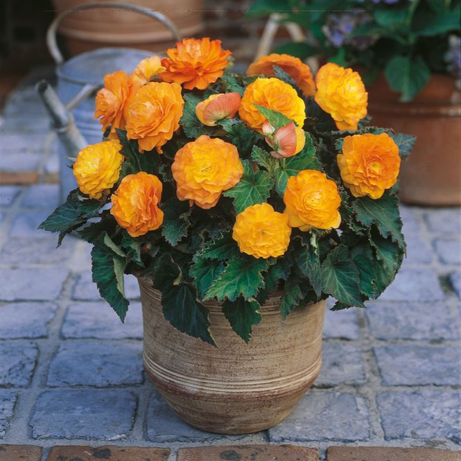 Hovedbilde Begonia Non-Stop  Aprikos 3 knoller
