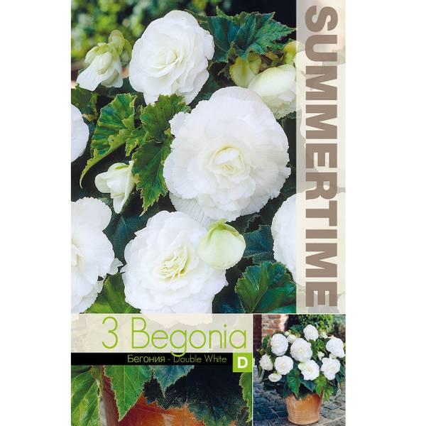 Bilde av BEGONIA Storblomstret Dobbel hvit - 3 knoller