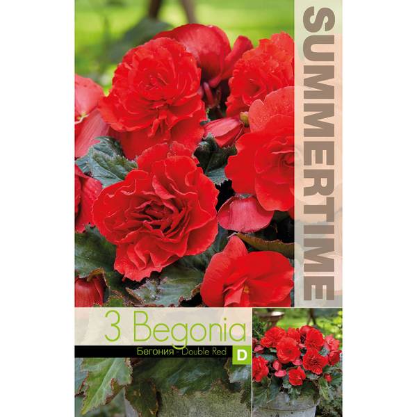 Bilde av BEGONIA Storblomstret Dobbel rød - 3 knoller