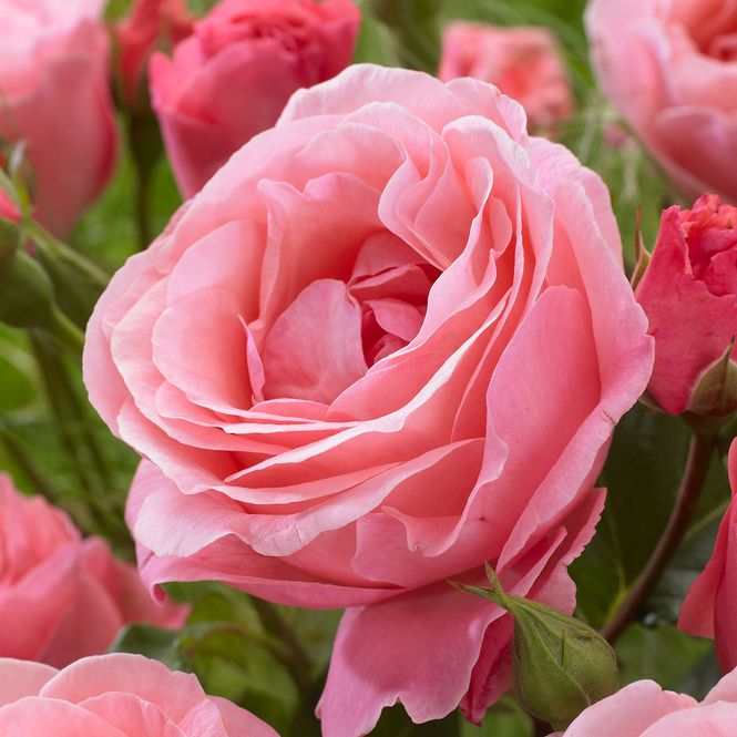 Hovedbilde Rose  Queen Elizabeth - Stilkrose