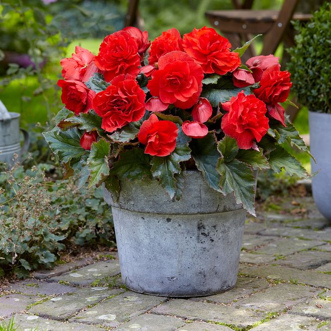 Hovedbilde Duftbegonia Odorosa - 3 knoller
