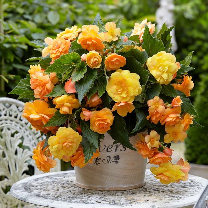 Hovedbilde Begonia Illumination Apricot  3 stk.