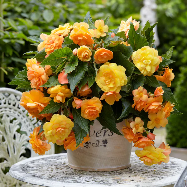 Hovedbilde Begonia Illumination Apricot  3 stk.