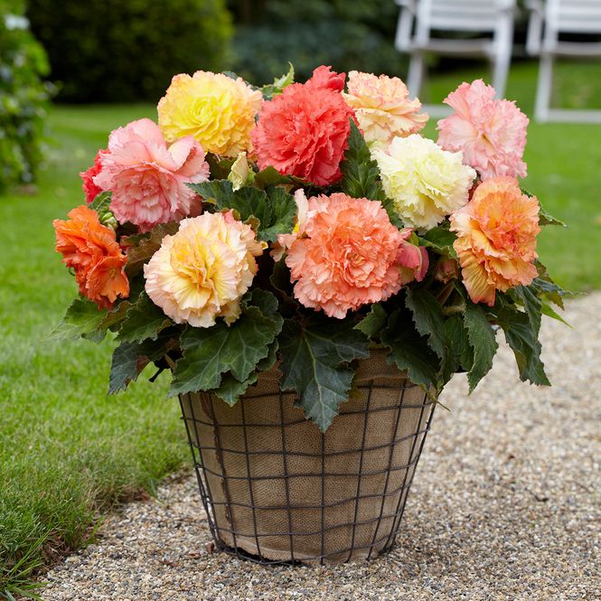 Hovedbilde Begonia Samba Mix - 3 knoller