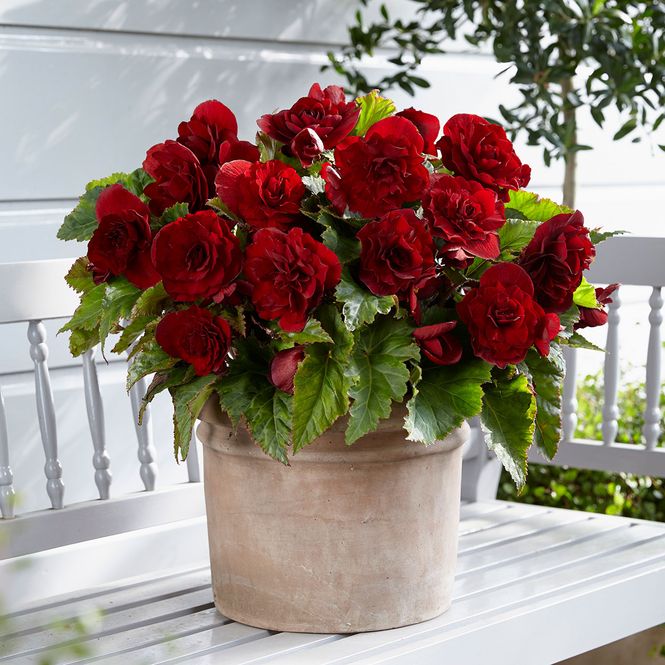 Hovedbilde Begonia Storblomstret Dobbel mørkerød - 3 knoller