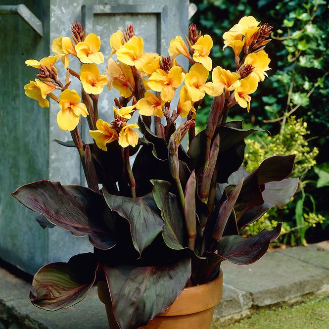 Hovedbilde Canna  Louis Cottin - 1 rot