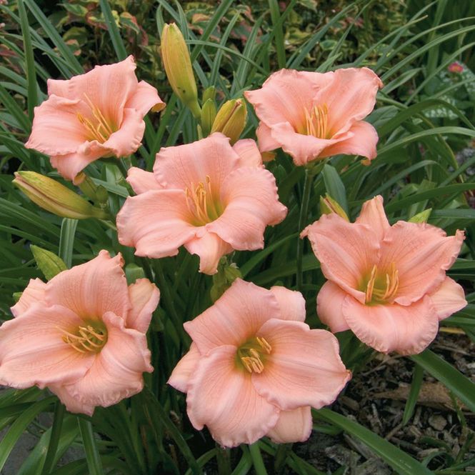 Hovedbilde Hemerocallis On and On. Daglilje - 1 rot