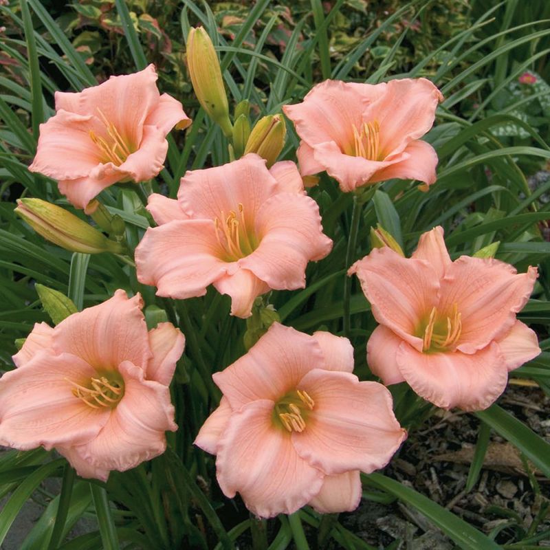 Hemerocallis On and On. Daglilje - 1 rot