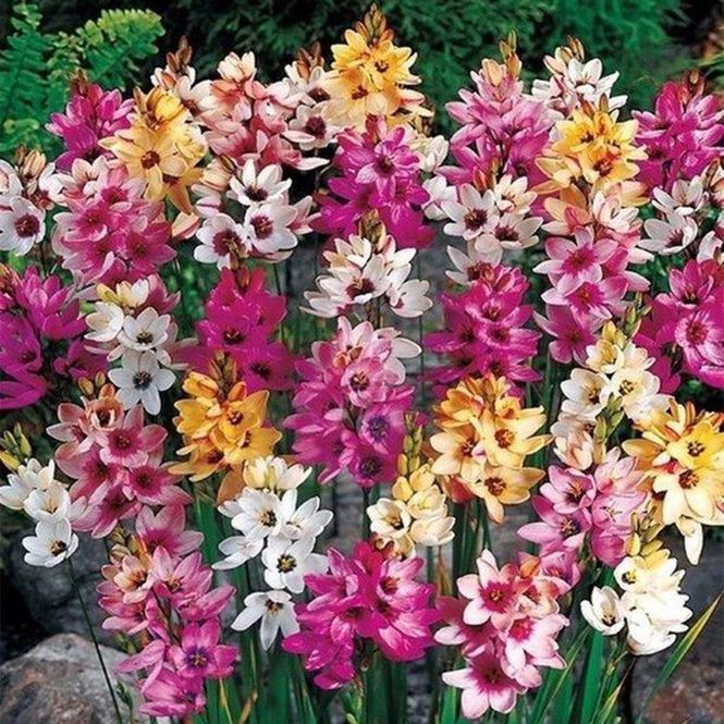 Hovedbilde Ixia Mixed -10 løk