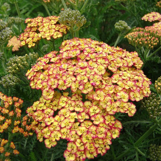 Hovedbilde Achillea millefolium Tricolour  Praktryllik - 1 ...