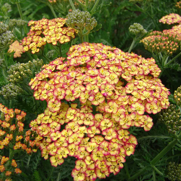 Hovedbilde Achillea millefolium Tricolour  Praktryllik - 1 ...