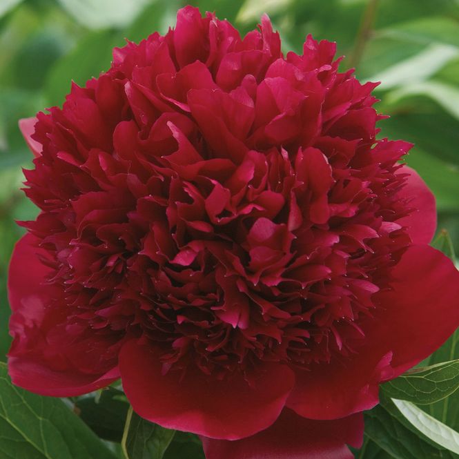 Hovedbilde Paeonia lactiflora  Red Double  Silkepeon - 1 ...