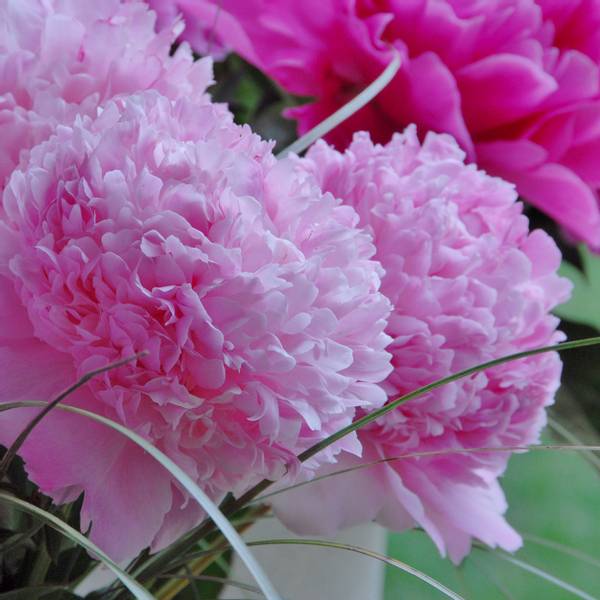 Bilde av PAEONIA lactiflora Angel Cheeks. Silkepeon - 1