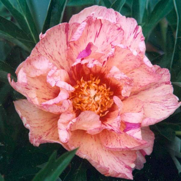 Bilde av PAEONIA Itoh-hybrid Lollipop. Edelpeon - 1 rot