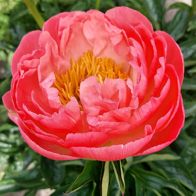Hovedbilde Paeonia lactiflora Coral Sunset. Silkepeon - 1 ...