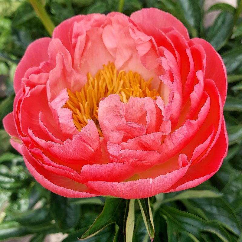 Paeonia lactiflora Coral Sunset. Silkepeon - 1 rot