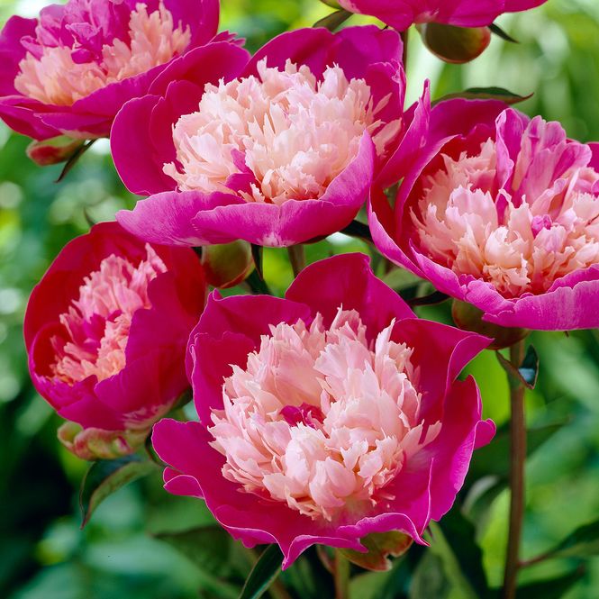Hovedbilde Paeonia lactiflora Gay Paree. Silkepeon - 1 rot