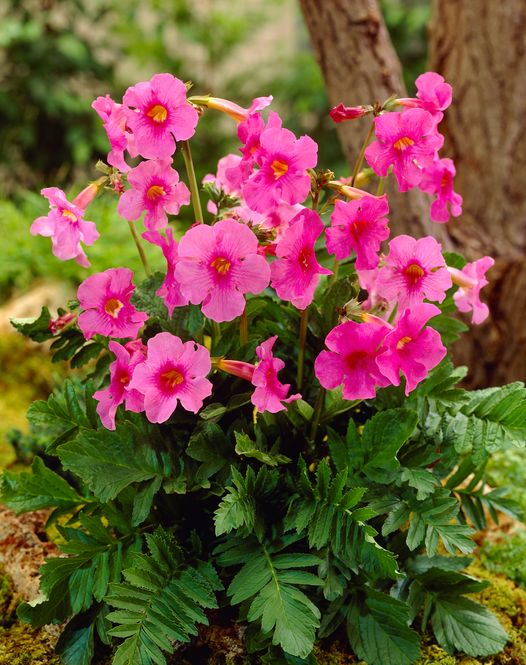 Hovedbilde Incarvillea delavayi. Rosebasunblomst - 1 rot