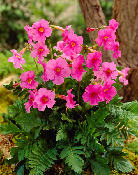 Hovedbilde Incarvillea delavayi. Rosebasunblomst - 1 rot