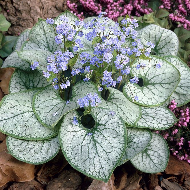 Hovedbilde Brunnera macrophylla Jack Frost. ...