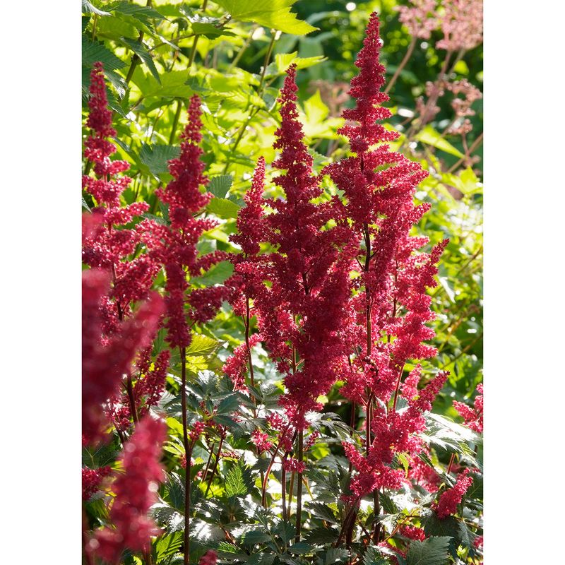 Astilbe arendsii Fanal - 1 rot