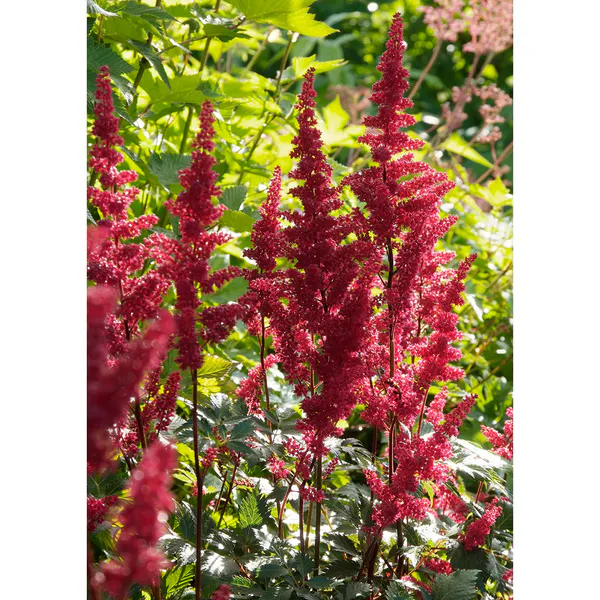 Hovedbilde Astilbe arendsii Fanal - 1 rot