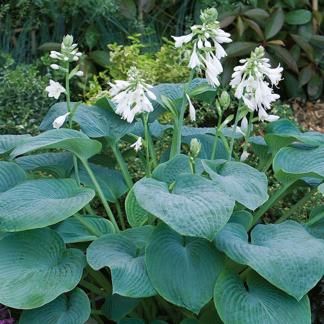Hovedbilde Hosta Bressingham Blue - 1 rot