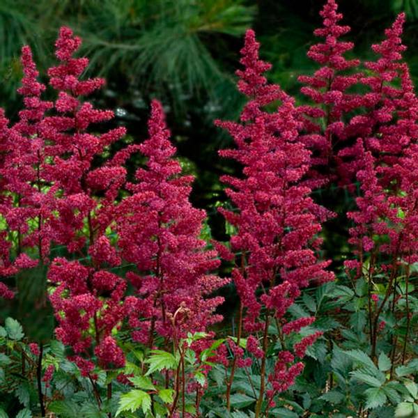 Bilde av ASTILBE Burgundy Red - 1 rot