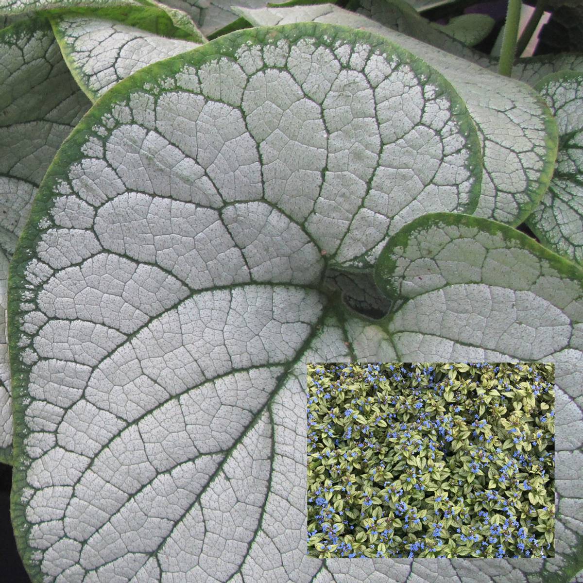 Brunnera macrophylla Silver Heart - 1 rot