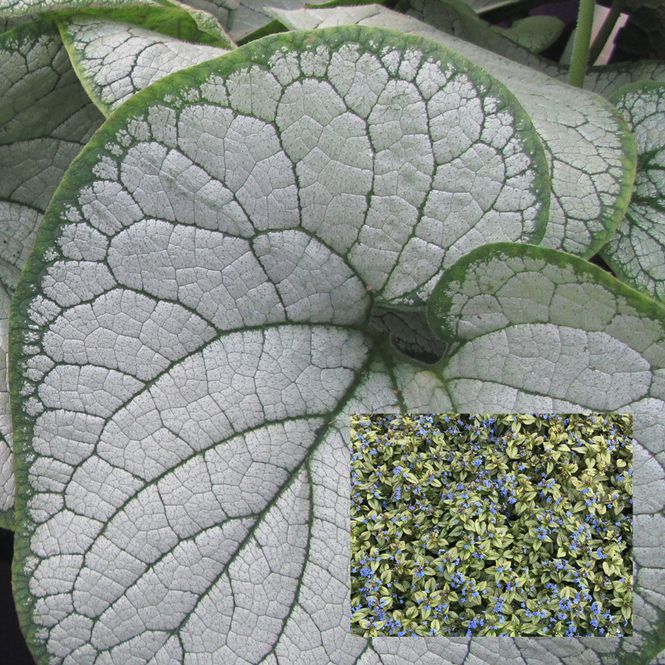 Hovedbilde Brunnera macrophylla Silver Heart - 1 rot