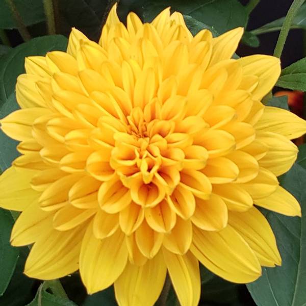 Bilde av HELIANTHUS decapetalus Sunshine Daydream.