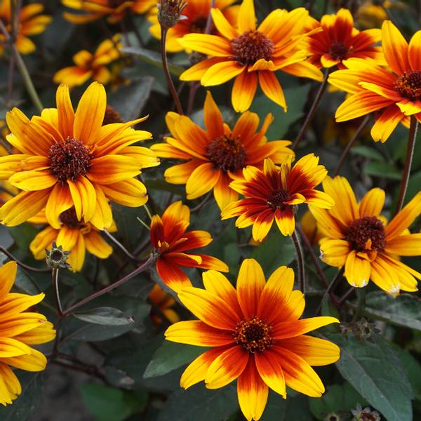 Bilde av HELIOPSIS Firetwister. Soløye - 1 rot