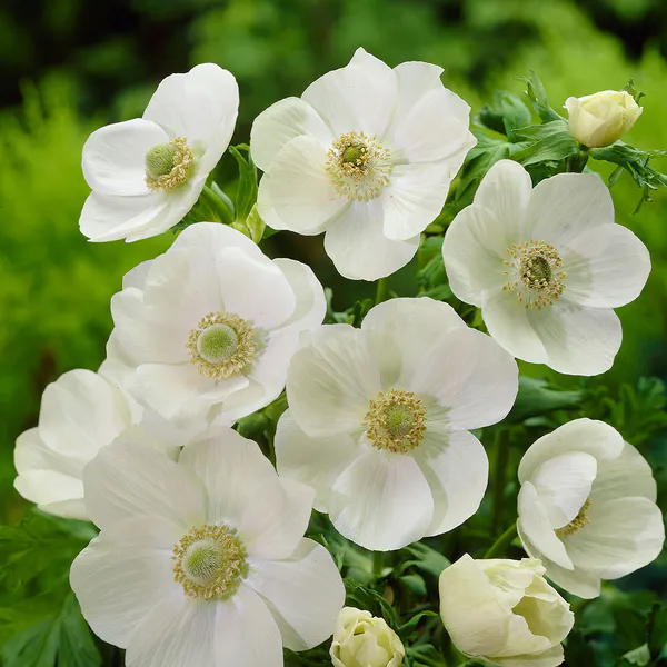 Hovedbilde Anemone  The Bride  - 10 knoller