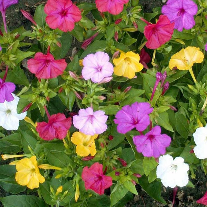 Mirabilis jalapa. Mirakelblomst - 5 knoller