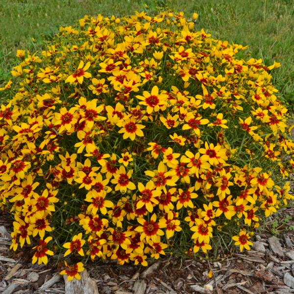 Bilde av COREOPSIS verticillata Curry Up. Vakkerøye - 1