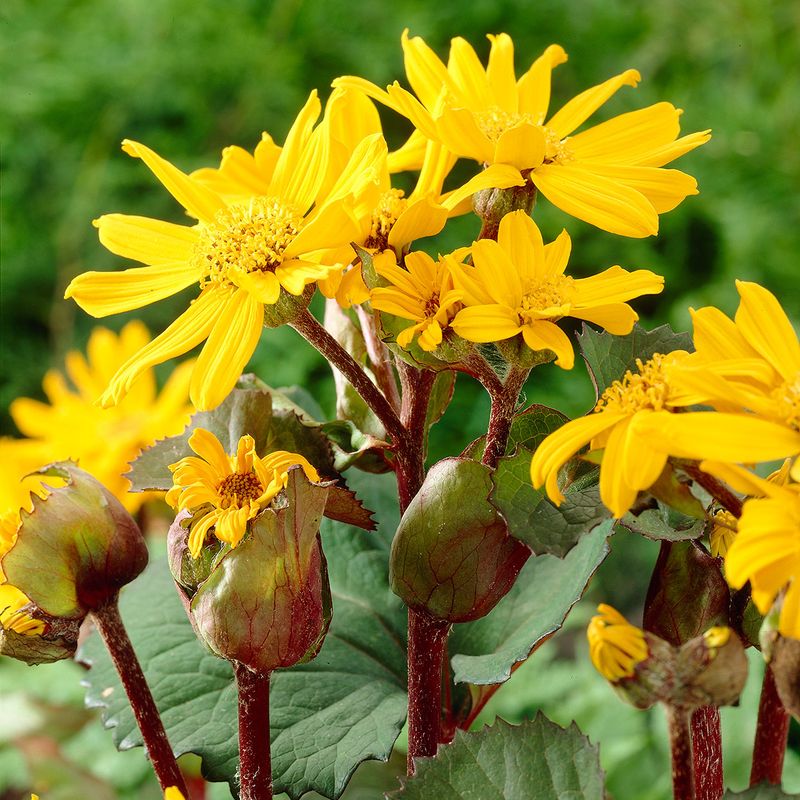 Ligularia dentata Othello. Stor nøkketunge - 1 rot