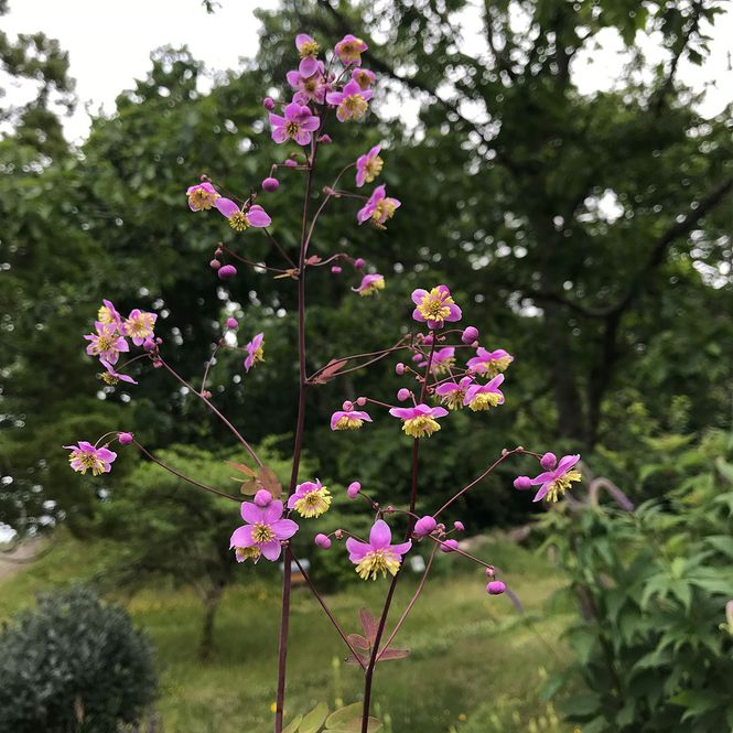 Hovedbilde Thalictrum rochebrunianum. Frøstjerne - 1 rot