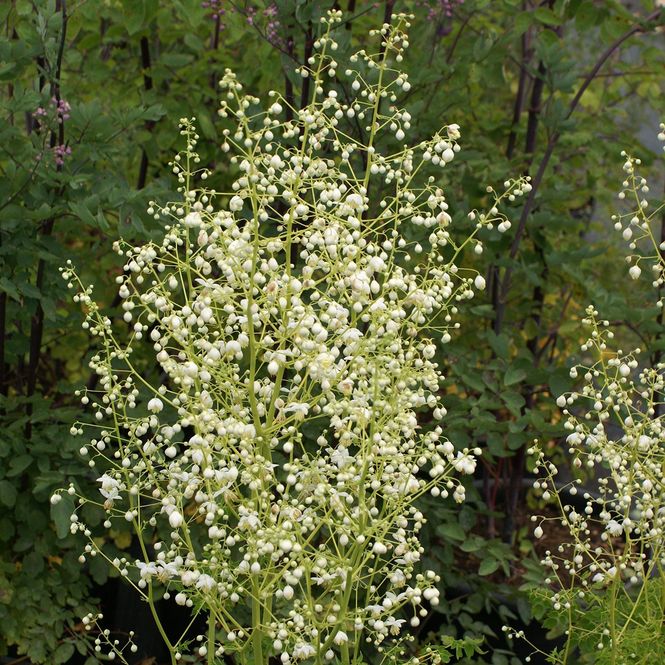 Hovedbilde Thalictrum delavayi Album. Frøstjerne - 1 rot