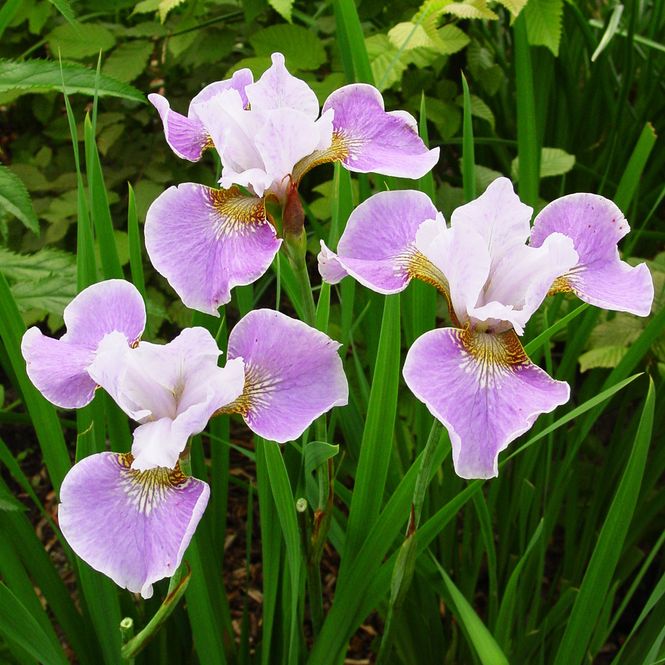 Hovedbilde Iris sibirica Dance Ballerina Dance. Sibiriris - ...