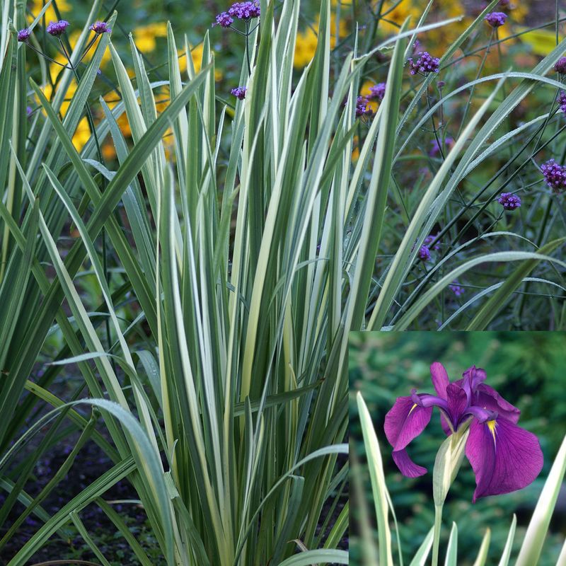 Iris ensata Variegata. Japaniris - 1 rot