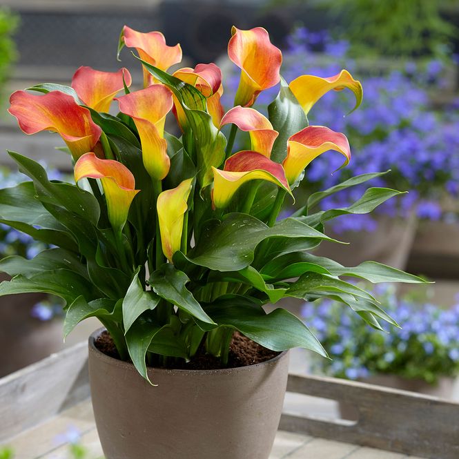 Hovedbilde Calla Captain Lido - 3 knoller