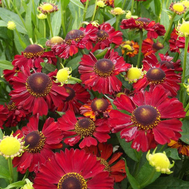 Hovedbilde Helenium Hot Lava Solbrud - 1 rot